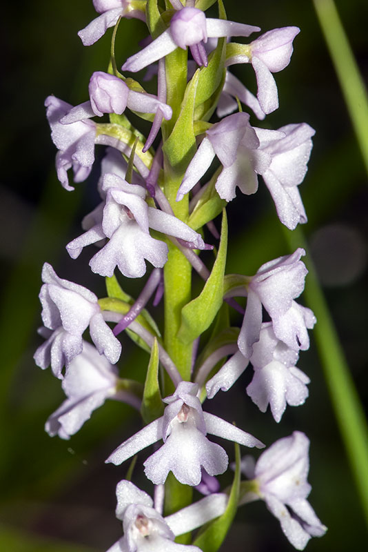 Manina Rosea - Gymnadenia conopsea